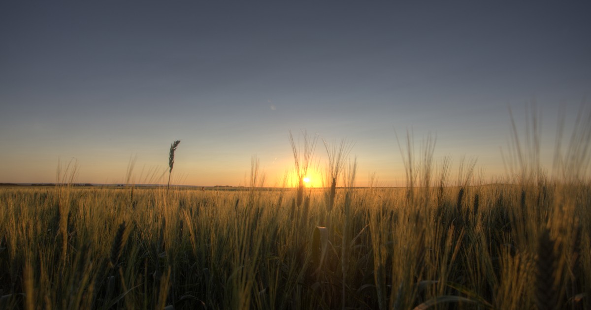 Prairie Grass Crop Sunset