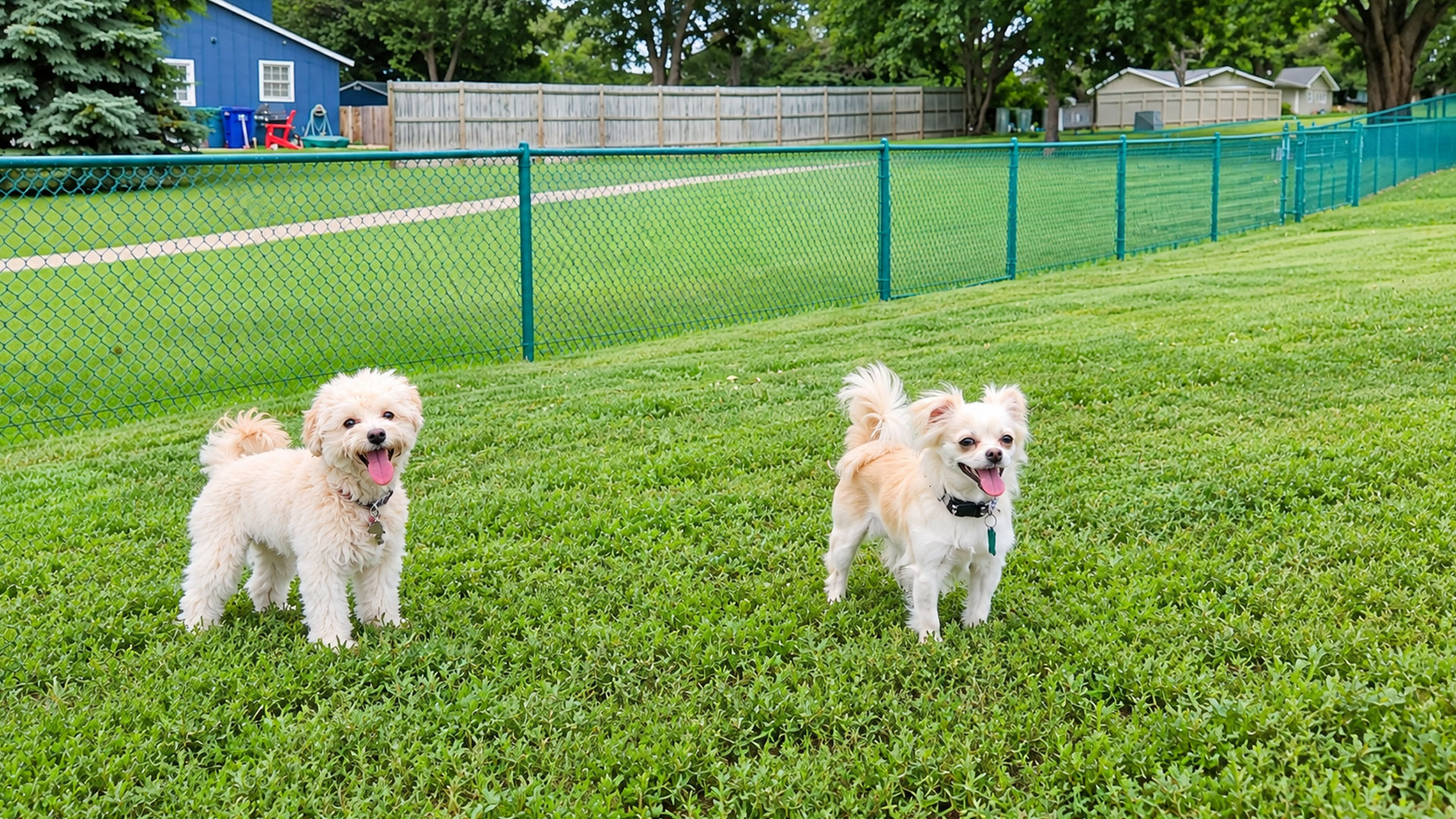 orangecity place Bark Park 02 1920x1080 1